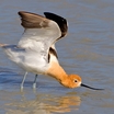 Charadriiformes
